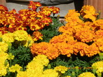 IMGP1229.JPG