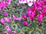 IMGP1233.JPG