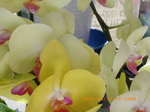 IMGP2328.JPG
