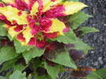 IMGP2339.JPG